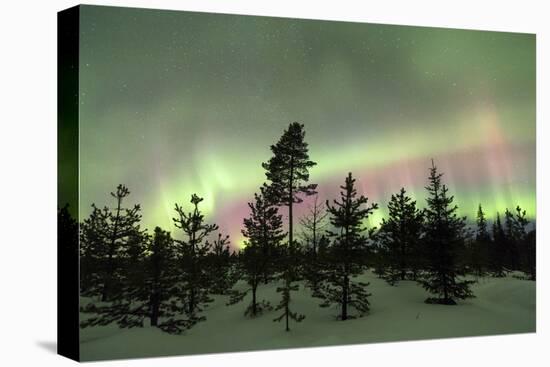 Colorful lights of the Northern Lights (Aurora Borealis) and starry sky on the snowy woods, Levi, S-Roberto Moiola-Premier Image Canvas