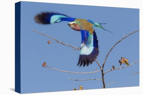 Colorful Lilac Breasted Roller taking flight, Etosha National Park-Darrell Gulin-Premier Image Canvas