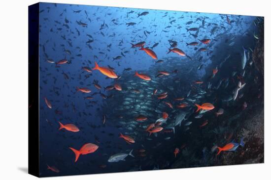 Colorful Pacific Creolefish in Deep Water Near Cocos Island, Costa Rica-Stocktrek Images-Premier Image Canvas