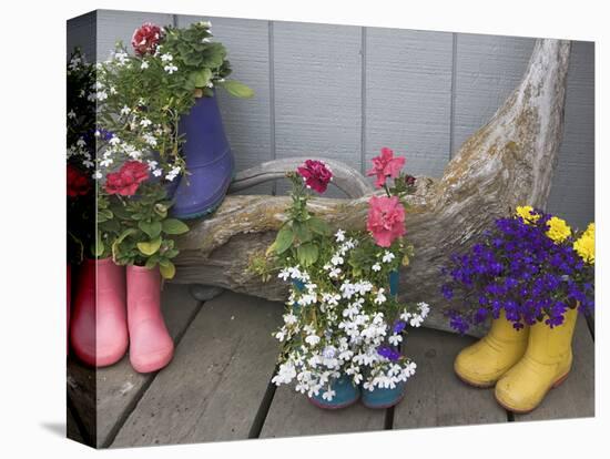 Colorful Rubber Boots Used as Flower Pots, Homer, Alaska, USA-Dennis Flaherty-Premier Image Canvas