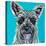 Colorful Schnauzer-Carolee Vitaletti-Stretched Canvas