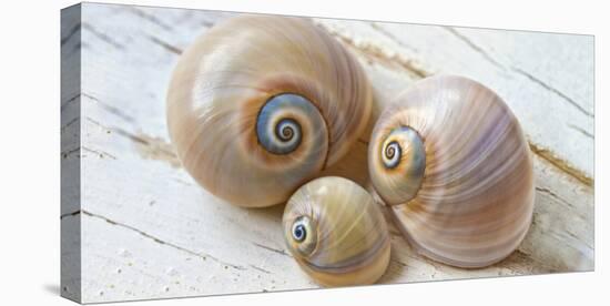 Colorful Sea Snails on Wood-Uwe Merkel-Premier Image Canvas