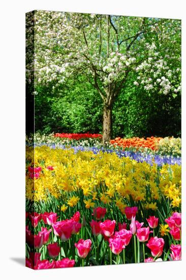 Colorful Springflowers and Blossom in Dutch Spring Garden 'Keukenhof' in Holland-dzain-Premier Image Canvas