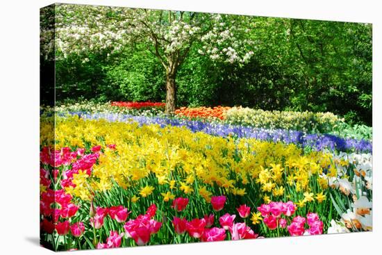 Colorful Springflowers and Blossom in Dutch Spring Garden 'Keukenhof' in Holland-dzain-Premier Image Canvas