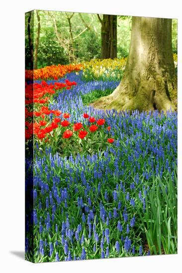 Colorful Springflowers in Dutch Spring Garden 'Keukenhof' in Holland-dzain-Premier Image Canvas