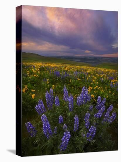 Colorful Sunrise over the Wildflowers of the Columbia River Gorge in Washington-Miles Morgan-Premier Image Canvas