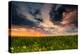 Colorful Sunset in Yellow Rapeseed Field-Oleg Saenco-Premier Image Canvas