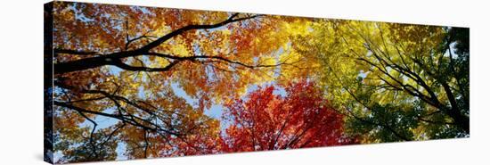 Colorful Trees in Fall, Autumn, Low Angle View-null-Premier Image Canvas