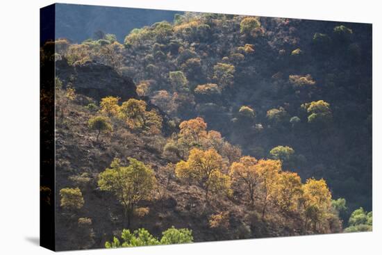 Colorful Trees in Torotoro National Park-Alex Saberi-Premier Image Canvas