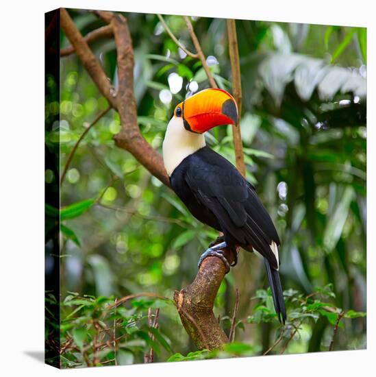 Colorful Tucan in the Wild-Fedor Selivanov-Stretched Canvas