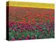 Colorful Tulip Field-Cindy Kassab-Premier Image Canvas