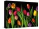 Colorful Tulips Isolated Against a Black Background-Christian Slanec-Premier Image Canvas