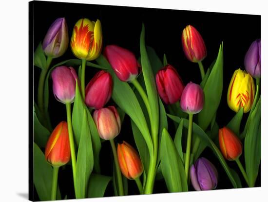 Colorful Tulips Isolated Against a Black Background-Christian Slanec-Premier Image Canvas
