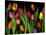 Colorful Tulips Isolated Against a Black Background-Christian Slanec-Premier Image Canvas