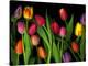 Colorful Tulips Isolated Against a Black Background-Christian Slanec-Premier Image Canvas