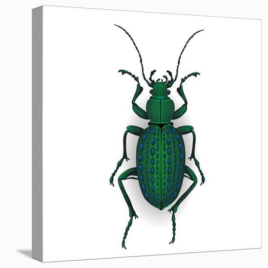 Colorful Vector Drawing of Ground Beetle.-AnnaPoguliaeva-Premier Image Canvas