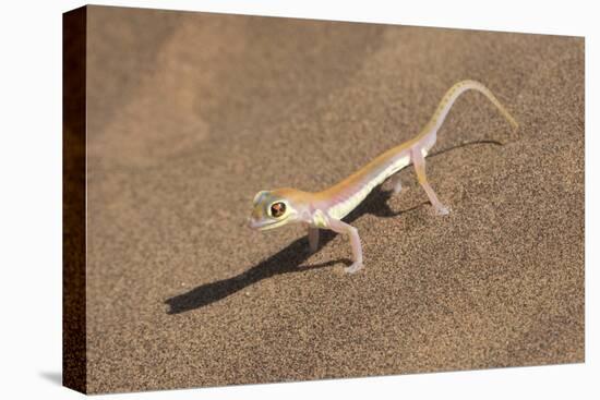 Colorful Web-footed or Palmatogecko gecko-Brenda Tharp-Premier Image Canvas