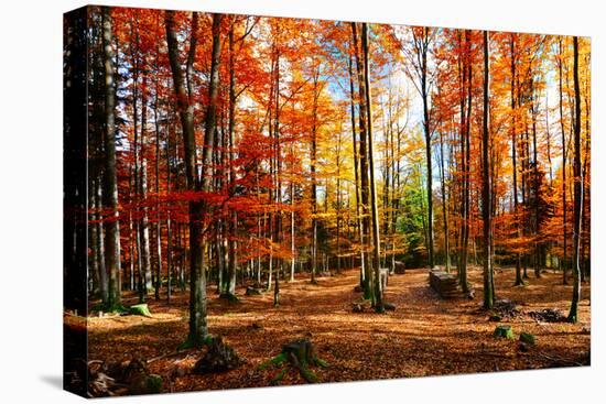 Colorful World-Philippe Sainte-Laudy-Premier Image Canvas