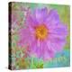 Colors Of Flowers I - Cosmos-Cora Niele-Premier Image Canvas