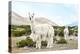 Colors of Peru - Alpaca Baby and Mom-Philippe HUGONNARD-Premier Image Canvas