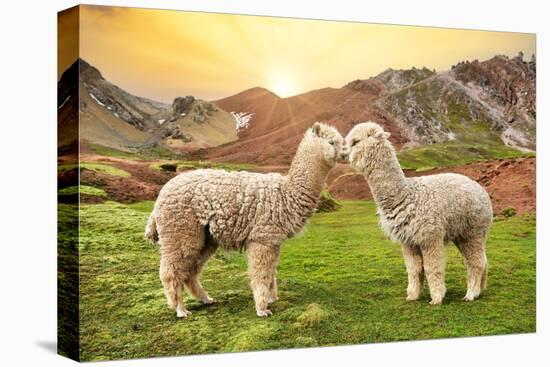 Colors of Peru - Alpaca Love-Philippe HUGONNARD-Premier Image Canvas