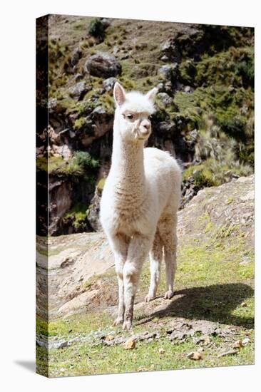 Colors of Peru - Baby Llama-Philippe HUGONNARD-Premier Image Canvas