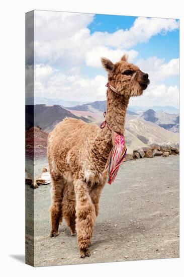 Colors of Peru - Brown Alpaca-Philippe HUGONNARD-Premier Image Canvas