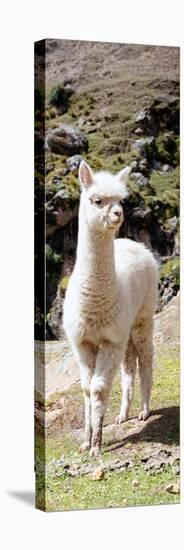 Colors of Peru - Cute Baby Llama-Philippe HUGONNARD-Premier Image Canvas