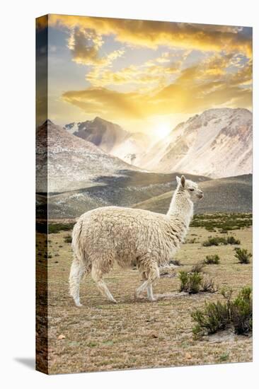 Colors of Peru - Llama Sunset-Philippe HUGONNARD-Premier Image Canvas