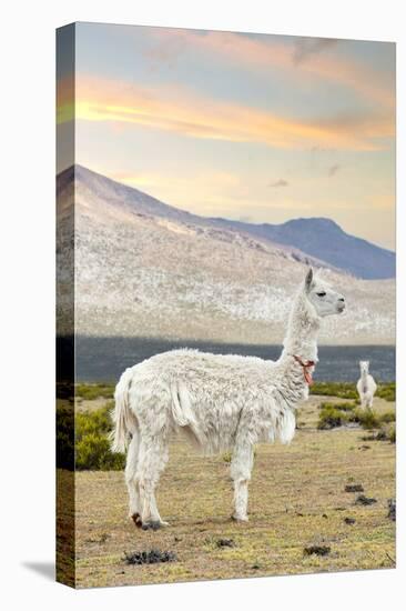 Colors of Peru - The White Llama I-Philippe HUGONNARD-Premier Image Canvas