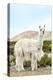 Colors of Peru - The White Llama II-Philippe HUGONNARD-Premier Image Canvas
