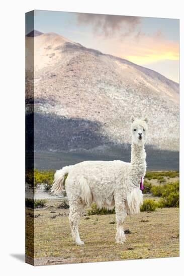 Colors of Peru - The White Llama-Philippe HUGONNARD-Premier Image Canvas