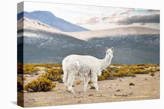 Colors of Peru - White Alpaca-Philippe HUGONNARD-Premier Image Canvas