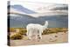 Colors of Peru - White Alpaca-Philippe HUGONNARD-Premier Image Canvas