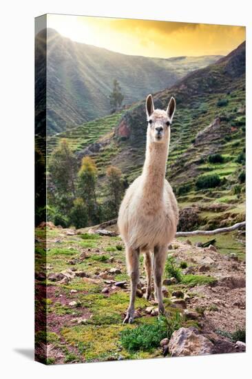 Colors of Peru - Wild Llama-Philippe HUGONNARD-Premier Image Canvas