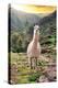 Colors of Peru - Wild Llama-Philippe HUGONNARD-Premier Image Canvas