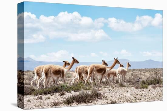 Colors of Peru - Wild Llamas-Philippe HUGONNARD-Premier Image Canvas