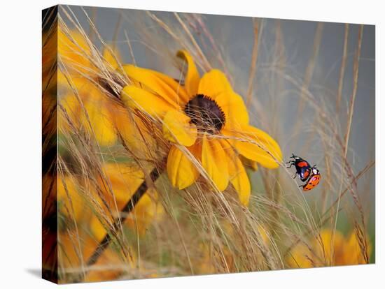 Colors of Summer-Anna Cseresnjes-Premier Image Canvas