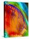 Coloured Angiogram of Coronary Artery of the Heart-Science Photo Library-Premier Image Canvas