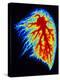 Coloured Angiogram of Pulmonary Arteries of Lung-Science Photo Library-Premier Image Canvas