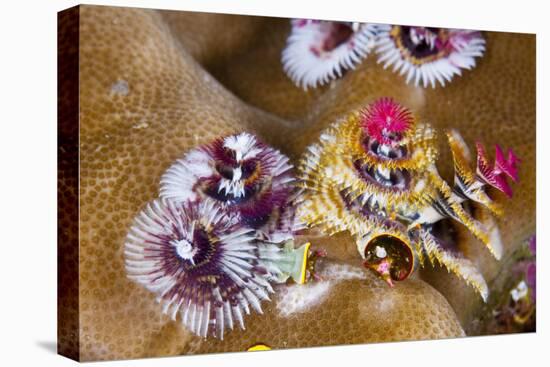 Coloured Christmas Tree Worm, Spirobranchus Giganteus, Florida Islands, the Solomon Islands-Reinhard Dirscherl-Premier Image Canvas