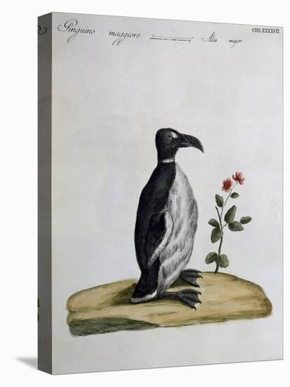 Coloured from Birds History, 1767, Table 497-null-Premier Image Canvas
