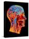 Coloured MRI Scan of the Human Head (side View)-PASIEKA-Premier Image Canvas