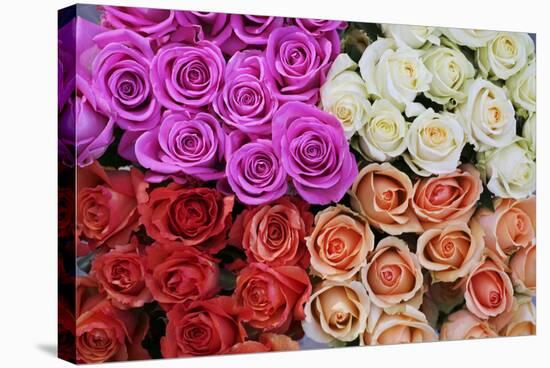 Coloured Rose Blossoms, Roses-Sweet Ink-Premier Image Canvas