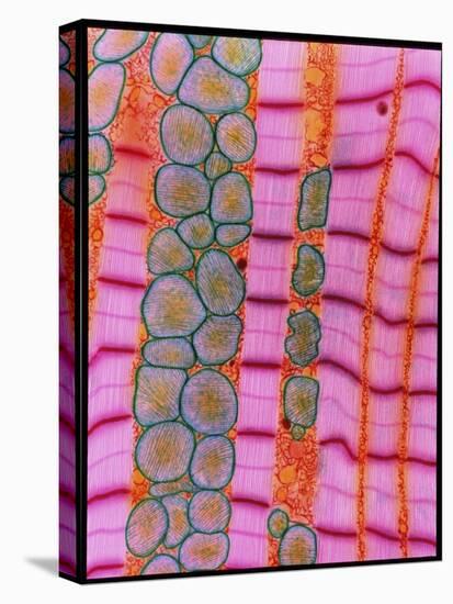 Coloured TEM of Healthy Heart (cardiac) Muscle-Steve Gschmeissner-Premier Image Canvas