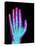 Coloured X-ray of the Healthy Hand of a Man-Mehau Kulyk-Premier Image Canvas