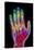 Coloured X-ray of the Healthy Hand of a Man-Mehau Kulyk-Premier Image Canvas