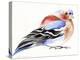 Colourful Chaffinch, 2011-Nancy Moniz-Premier Image Canvas