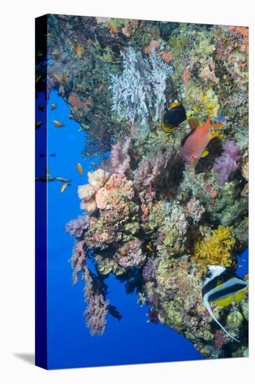 Colourful, Coral Covered Reef Wall at Osprey Reef, Longfin Banner Fish (Heniochus Acuminatus)-Louise Murray-Premier Image Canvas