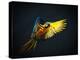 Colourful Flying Ara On A Dark Background-NejroN Photo-Premier Image Canvas